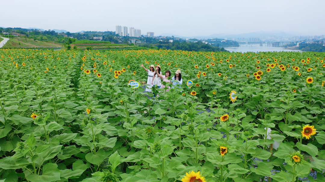 皇冠体育平台登录图片_20260617093754_48_76.png