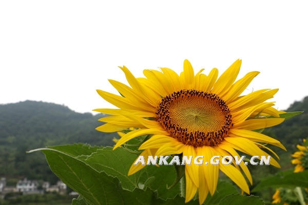 皇冠线上体育