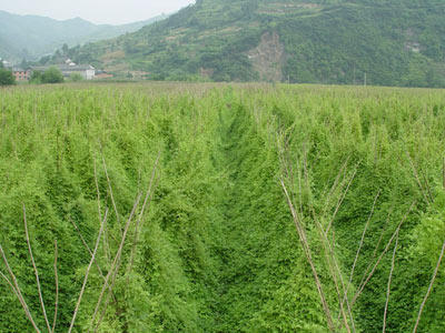 皇冠线上体育