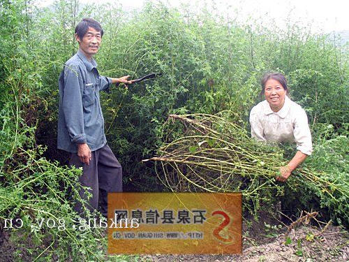 皇冠线上体育