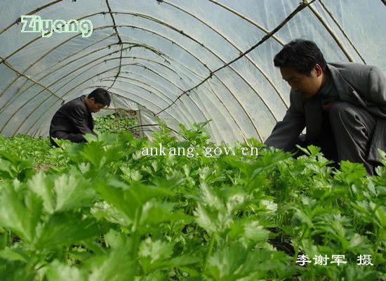皇冠线上体育